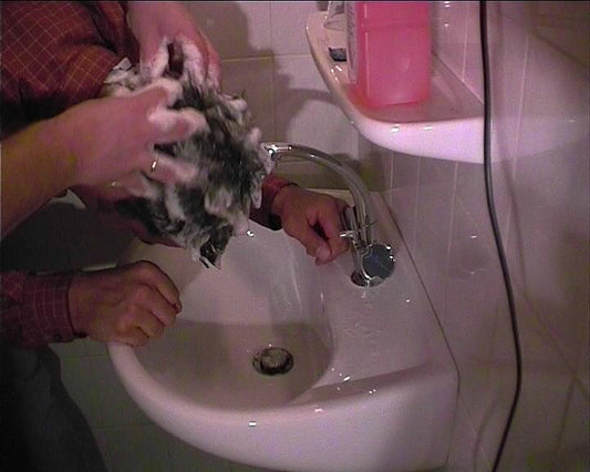 235 Ben mtm shampooing 4 min video for instant download