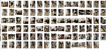 Load image into Gallery viewer, 1051 Shqiponje s1912 shampooing shots