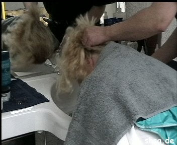 3909 Frankfurt hobbybarber braided strong forward shampoo hairwash and backward and blow